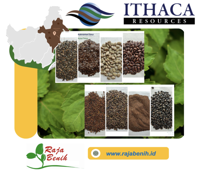 Raja Benih Dukung Ithaca Resources dalam Reklamasi Tambang: Kontribusi Nyata untuk Lingkungan yang Lebih Hijau